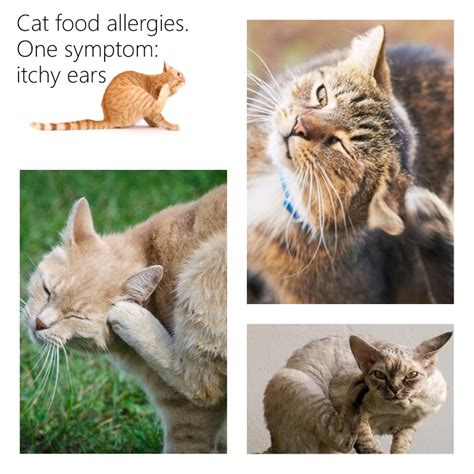 Skin on the arm near the site may get a little red. Cat food allergies: two places where the symptoms show up ...