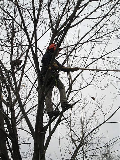 How do you become a certified arborist? Laura Mele - Certified Arborist, Massachusetts Tree Care ...