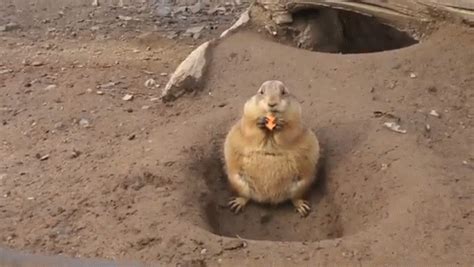 Wifflegif has the awesome gifs on the internets. PRAIRIE DOG -NEODOLJIVA KUGLICA- prerijski pas obožava ...