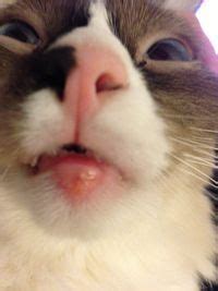 I've done a lot of looking on the internet, so i have a few ideas of what it might be, but it would be nice to get some advice from someone who actually knew. Cat has swollen lower lip (pictures included) | Lip ...