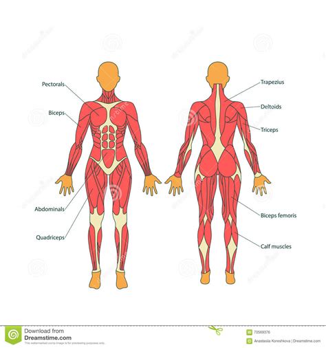 All of the skeletal muscles of the human body cannot be seen from any one view. Illustration Of Human Muscles. The Female Body. Gym ...