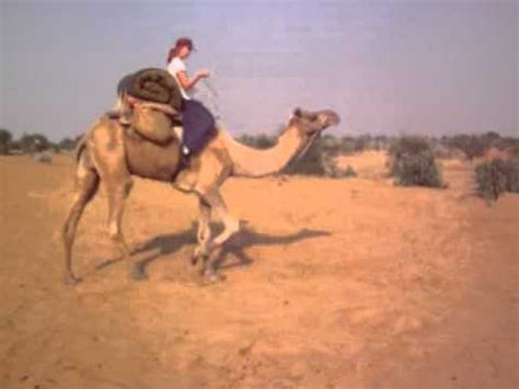 For instance camels don't put their ears back before defending themselves. How to ride a camel - YouTube