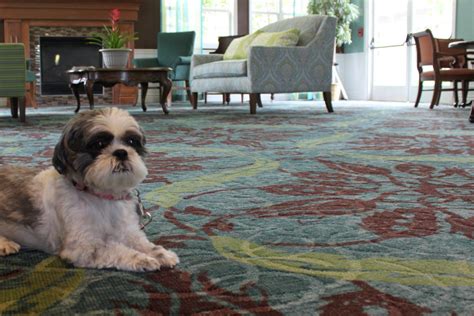 Below are 48 working coupons for carpet deals lowes from reliable websites that we have updated for users to get maximum savings. What it takes to pet-proof your home while keeping it pet ...