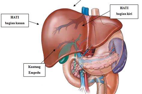 Di antara jenis lupa bahkan merupakan karunia dan kasih sayang allah kepada manusia. 27 Fungsi Hati Organ Penting Di Dalam Tubuh Manusia