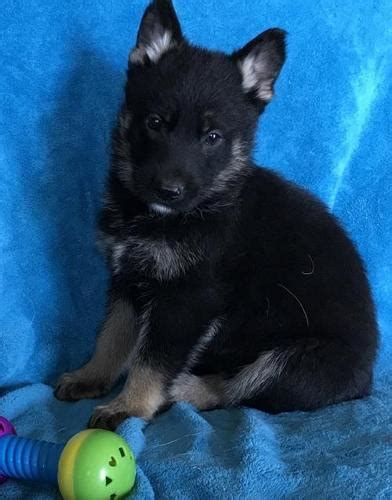 These adorable animals love learning, affection, and bonding closely with their humans. German Shepherd Dog Puppy for Sale - Adoption, Rescue for ...