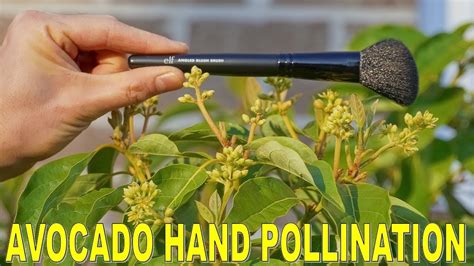 Barley, wheat, oats and cowpeas also self pollinate. Avocado Won't Fruit? How To Pollinate An Avocado Tree For ...