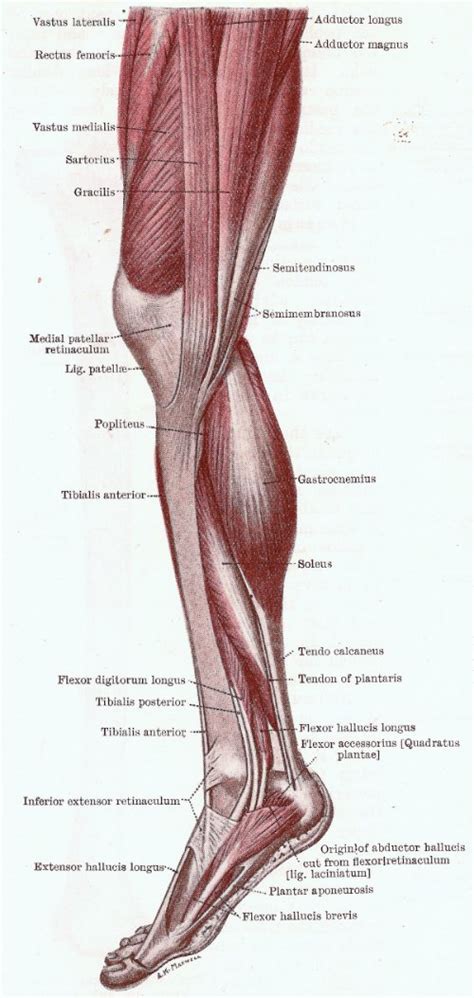 A calf strain can consist of an injury to any one of these three muscle units. 4 Amazing Ways To Build Your Leg Muscles (#4 Is Simple!)