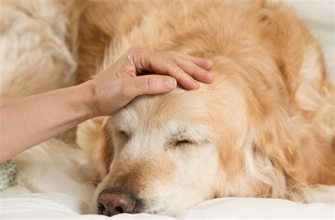 Wenn ein patient aber zum beispiel sehr unter kopfschmerzen leidet, kann er die temperatur auch mal spiegel online: Fieber beim Hund: Ursachen erkennen & Symptome behandeln