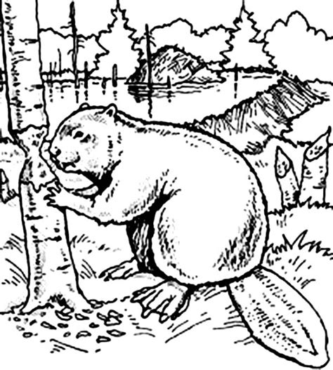 In general, the beaver's color are dark brown. Beaver Coloring Page at GetColorings.com | Free printable ...