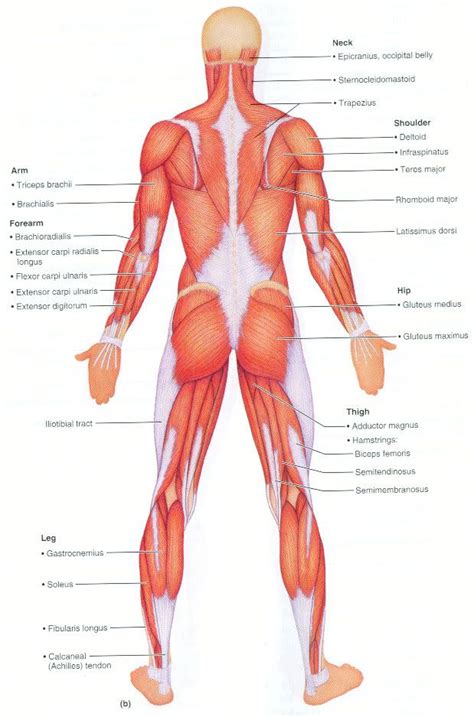 The main function of the muscular system is to provide movement for the body. bodyplanback.jpg (619×937) | Muscle diagram, Muscle tissue ...