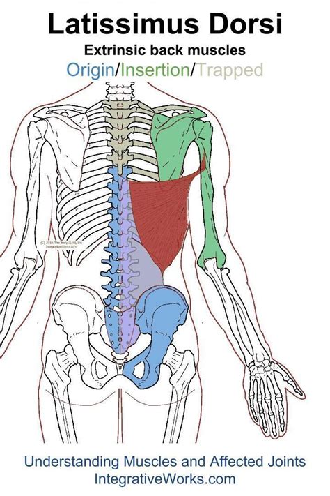 You also have biceps tendons that connect the biceps muscle to the shoulder bone. oit-latissimus-dorsi | Trigger points