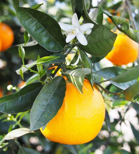 Alles rund um den aussteller groupe bigard produkte und dienstleistungen messestand kontaktinformationen. neroli, orange, bigarade, eau de brouts, orangeblossom ...