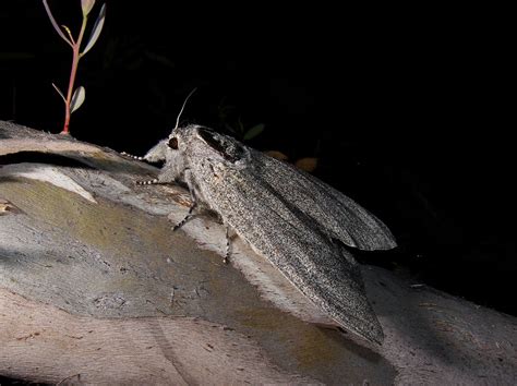 Endoxyla cinereus giant wood moth known as endoxyla cinereus, the giant wood moth is part of the cassidae family and lives only for a few days as an adult. Nyandfulな日々。 でかすぎる蛾