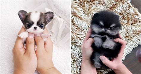 Cute paragraphs to melt her heart. 22 Adorably Tiny Puppies That Will Make Your Heart Melt ...