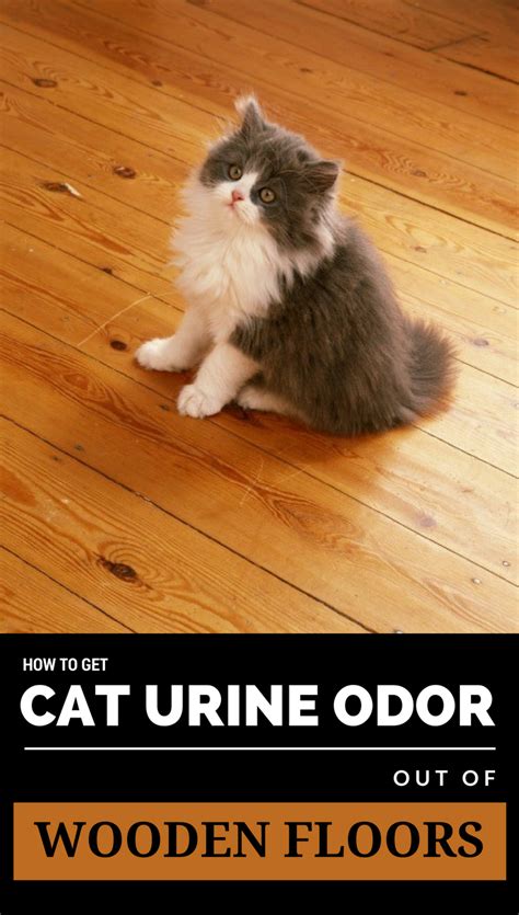 What can i use to clean up mice urine? How to Get Cat Urine Odor out of Wooden Floors | Cat urine ...