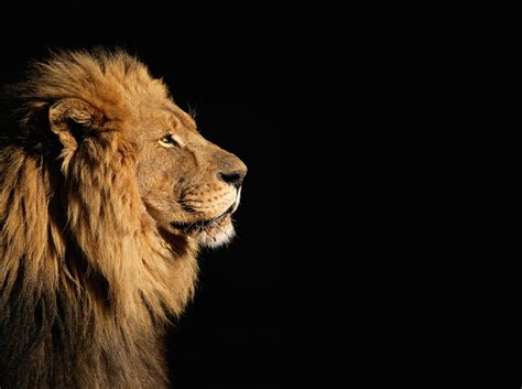 968 pngs about lion images. Lion Wallpapers High Quality | Download Free