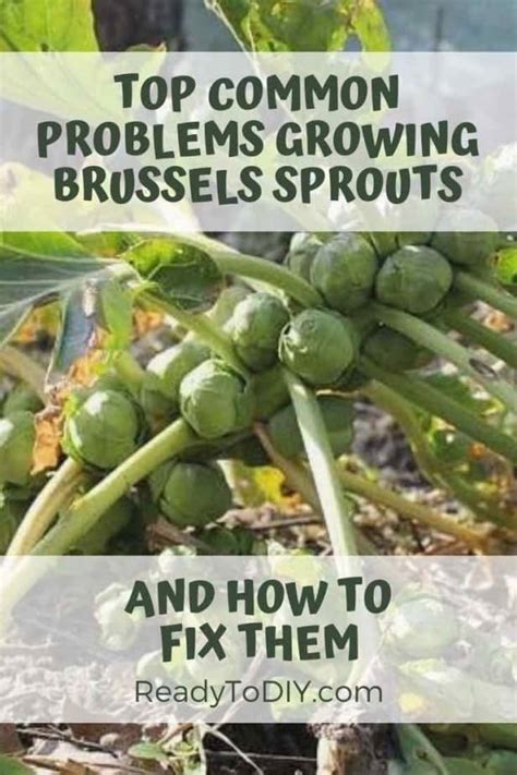 Growing brussels sprouts indoors is possible, if you've got a spot that receives enough sunlight. Top Common Problems Growing Brussels Sprouts and How to ...