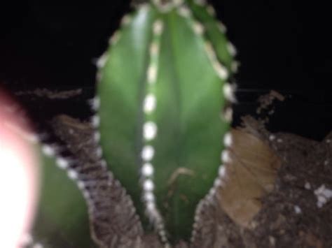 Moreover, ladyfinger cactus is not cold hardy. Whats up with my cactus