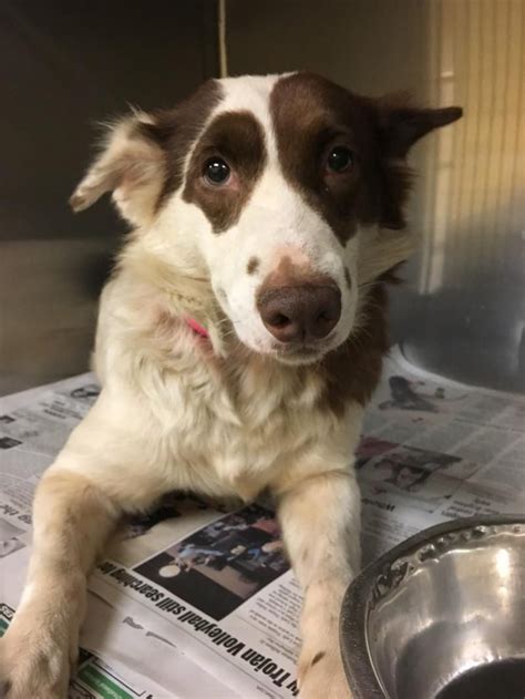 They were bred specifically to herd sheep, though they can be used for a wide variety of tasks. Adopt Maddie on Petfinder | Snuggle dog, Border collie ...