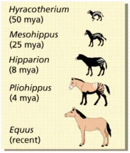 According to this, darwin preferred 'descent with modification', in part because evolution already had been used in the 18c. Descent with Modification: A Darwinian View of Life ...