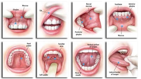 But survival rates are improving for many types of cancer, thanks to improvements in cancer errors in the instructions can cause the cell to stop its normal function and may allow a cell to become cancerous. Practicing oral sex can cause cancer of the Mouth and ...