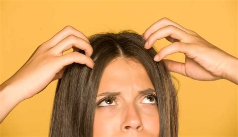 Head lice are extremely resilient, and the chemicals found in hair dye have little or no effect on them. Does Hair Dye Kill Lice? - LaurenAndVanessa