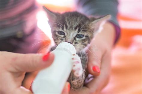 Start by replacing some of. Little Gray Kitten Drinks Milk From A Bottle. Feeding ...