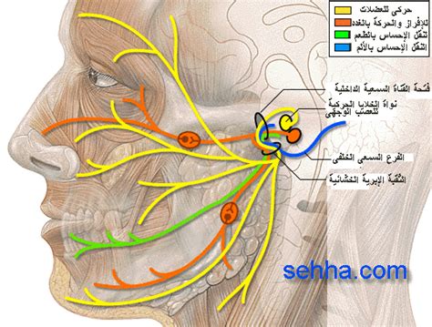 وإنما تنطق لهجة كما يتفق مع لسان البعض. ذ/ محمد بلهنتوت الحسيني باحث في الطب التكميلي وخبير في ...