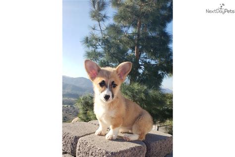 Find corgi puppies for sale with pictures from reputable corgi breeders. Corgi puppy for sale near San Diego, California. | dfb9f2d9-f131
