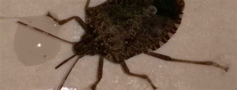 Stink bugs do not do any structural damage to homes and they do not sting or bite. Brown Marmorated Stink Bug - PEST CONTROL CANADA