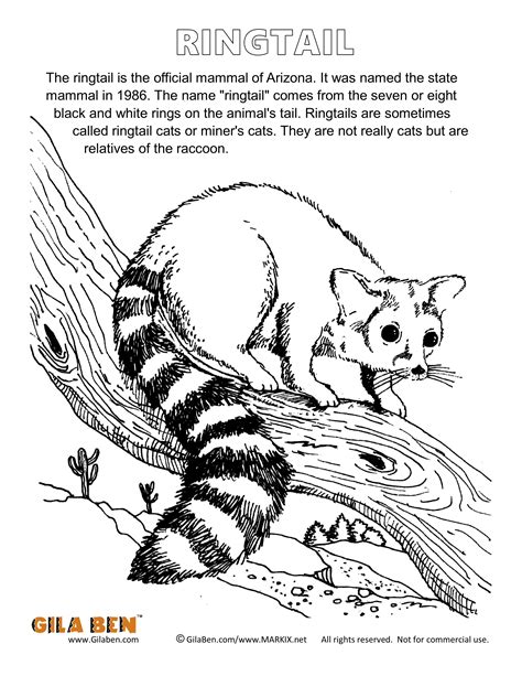 These animals usually are notable in the official animals of the state of florida are represented in this design. Arizona State Mammal: Ringtail Cat Coloring Page