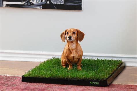 An indoor dog toilet system is a great solution. Create Indoor Potty Space For Your Puppy | Home Is Where ...