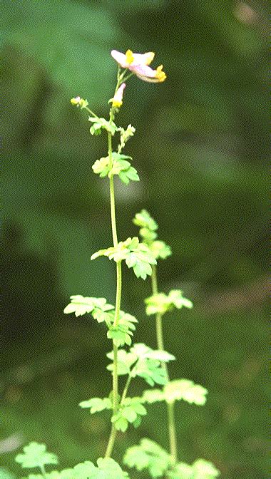 A genus in the cactus family, cactaceae. Mid-Atlantic Wildflowers