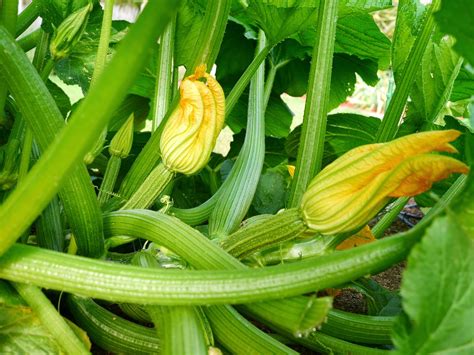 Then try this amazing puree. Foods For Long Life: And Here Come The Zucchini!Try This ...
