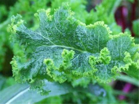 When it comes to vegetables, i tend to stick to a routine. Mustard Greens (Brassica juncea) - Nutrition Facts ...