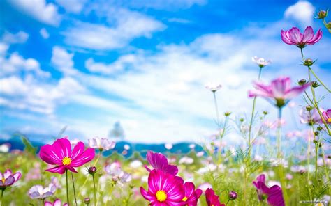 Google spring flower pictures and your screen will be flooded with photos of tulips—tulips in holland, to be precise. Spring Flowers