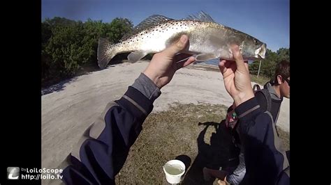 In south florida summer implies level smooth oceans, days at the pool or sea shore, and bringing forth snook!the summer time snook bring forth happens on the both the east and west coast of south florida. How to catch Snook - Winter time - YouTube