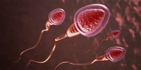 Kerana di waktu subur ini ovari mengeluarkan ovum dari ovari untuk bersenyawa dengan sperma, dan ovum ini hanya 'hidup' paling lama selama 24 jam sahaja. Waktu Subur Selepas Period: 4 Tips Kira Waktu Subur Untuk ...