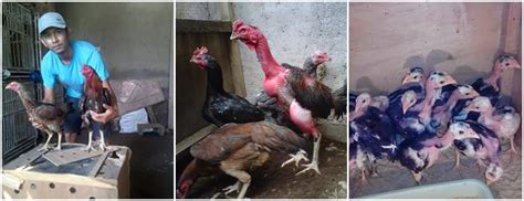 Pembayaran mudah, pengiriman cepat & bisa cicil 0%. JUAL AYAM BANGKOK MURAH DAN BERKUALITAS