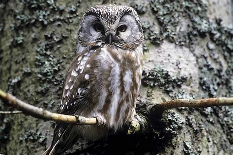 Pays restant longtemps isolé et sauvage, refuge des animaux et des hommes aujourd'hui s'ouvre au monde en offrant à ses visiteurs le meilleur de soi : La fauna - Bielorussia