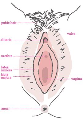 Do we show them (those functions) on those diagrams? Anatomy | Labia Library
