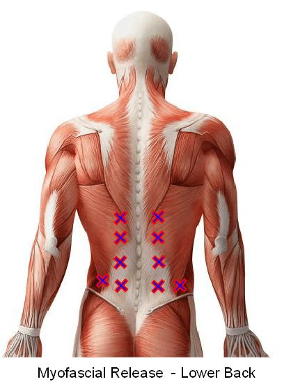 Anatomy muscles lower back hip muscle anatomy of lower back and buttocks muscle chart lower back muscle diagram lower back. How To Fix Your Sore Office Back Part 1: Making Muscle ...