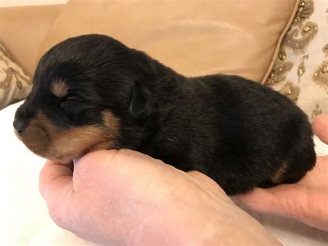 At vg rottweilers we offer german rottweiler puppies for sale to all areas of the country and abroad. Rottweiler Puppies For Sale | Frankfort, NY #260776