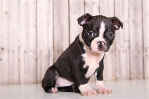 If you are unable to find your boston terrier puppy in our puppy for sale or dog for sale sections, please consider looking thru thousands of boston terrier dogs for adoption. Boston Terrier puppy for sale in MOUNT VERNON, OH. ADN ...