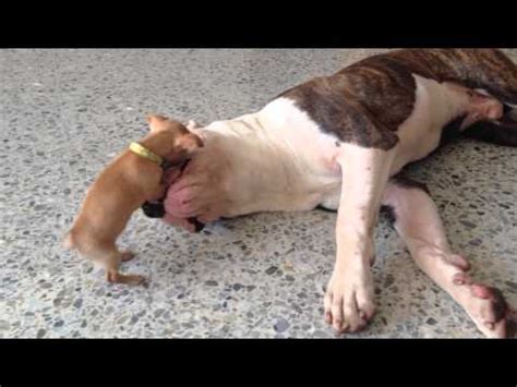 The pitbull, also called american pit bull terrier breed or apbt, is a mixture of the old english terrier and old english bulldog. American Bulldog vs the dangerous Chihuahua - YouTube