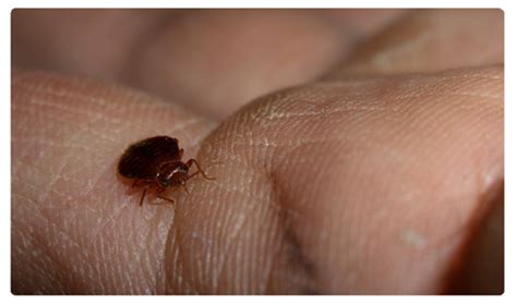 Bed bugs can run but they can't hide from micropest bed bug pest control sydney australia. Bed Bugs Control In Sydney - Pest Control Company Sydney