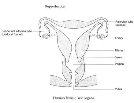 All the other female reproductive organs are there to transport, nurture and otherwise meet the needs of the egg or developing fetus. Human female sex organ . Hot Nude.