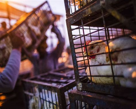 Unlike in h7n9, there is no evidence. Bird flu spreads to 10 States