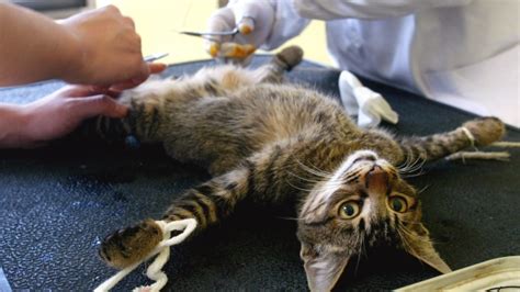 How long does a cat recover from being spayed? Picture: Cat Neutering Chinese Style