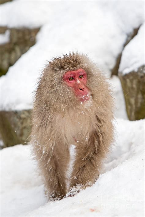 Maybe you would like to learn more about one of these? Heading To The Onsen For A Soak 2 Photograph by Natural ...